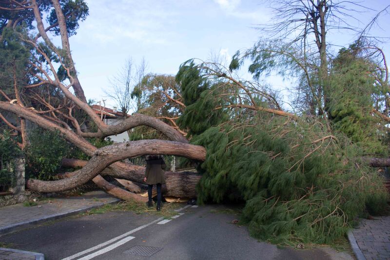 Il maltempo distrugge la pineta di Forte dei Marmi 6