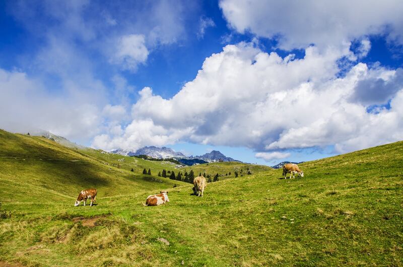 Alpi