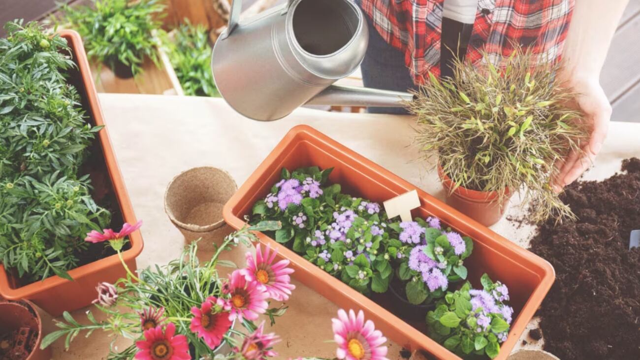 Dal cuore allo stress, tutti i benefici del giardinaggio secondo una ricerca