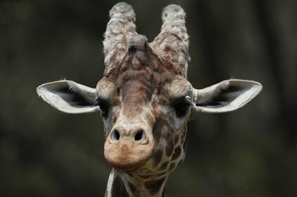 Gli animali del bioparco ancora chiuso per l'emergenza Covid-19 8