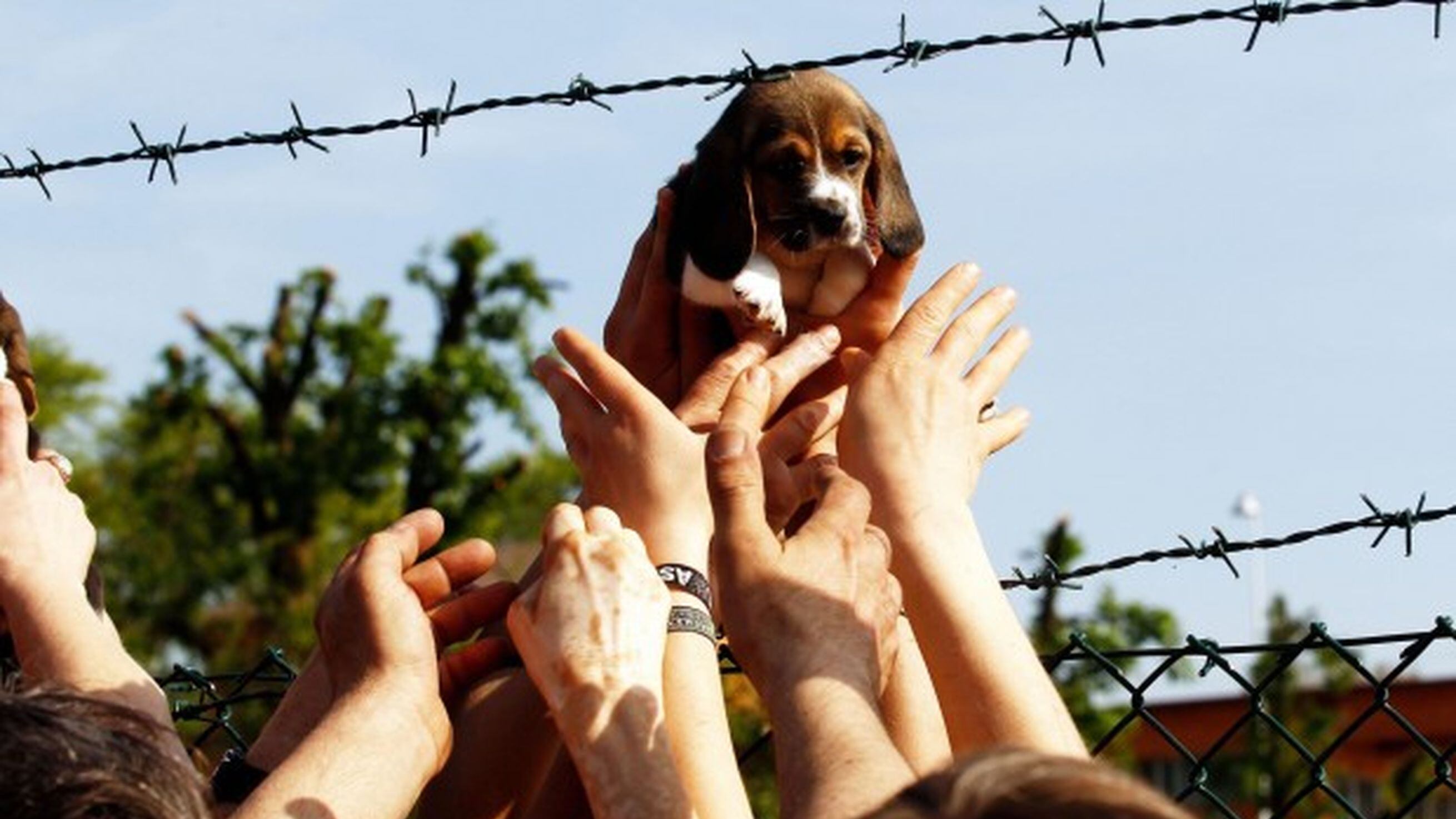 Dai beagle ai mici: è sorpasso sui calendari dei vipSolidarietà Un anno con i «pet» sulla pareteMa ormai i più fotografati sono cani e gatti