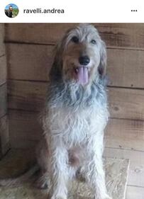 Sondrio, cani arsi vivi perché abbaiavano troppo 2