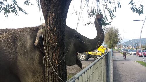Gli animali del circo "parcheggiati" sull'asfalto 7