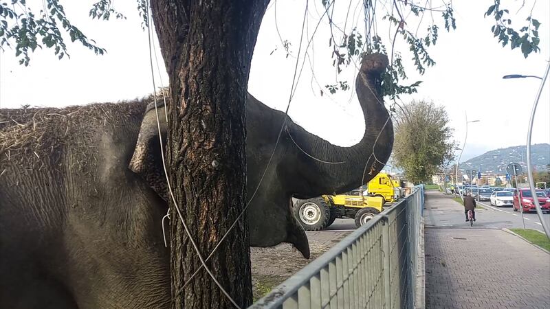 Gli animali del circo "parcheggiati" sull'asfalto 7