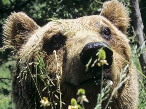I boschi sono anche suoi: non catturate l'orsa Daniza