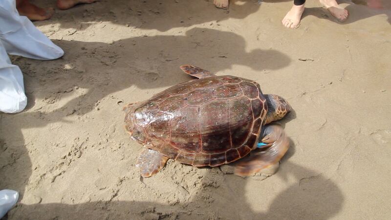 Liberata in mare la tartaruga Caretta caretta Federica. Era ferita e piena di plastica 1