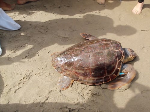 Liberata in mare la tartaruga Caretta caretta Federica. Era ferita e piena di plastica