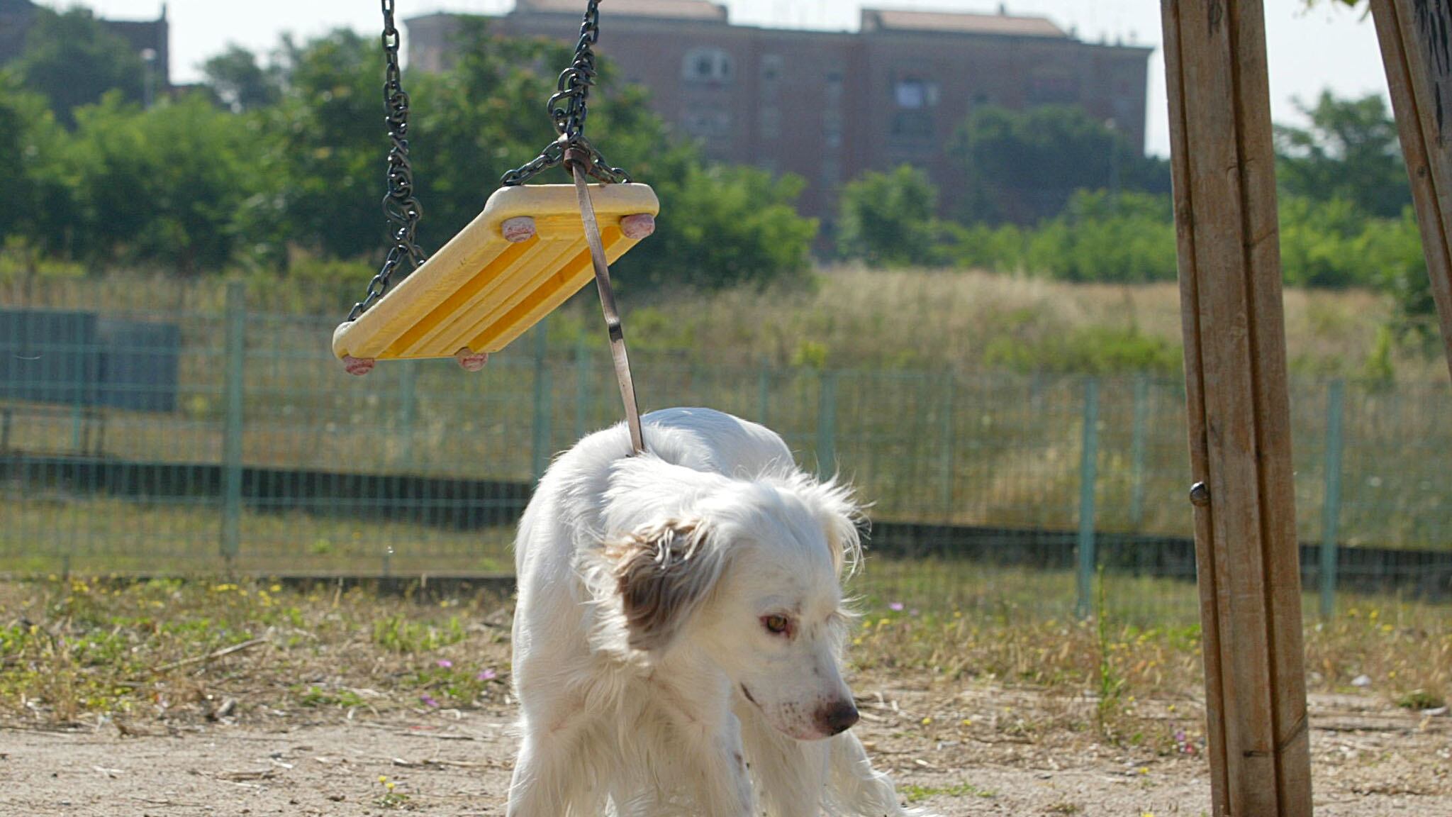 La vera violenza sugli animali Maltrattarli non è più reato