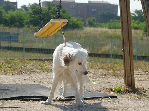 La vera violenza sugli animali Maltrattarli non è più reato