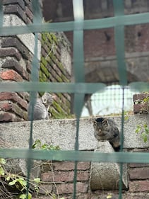 La colonia felina nel palazzo sforzesco di Milano 12