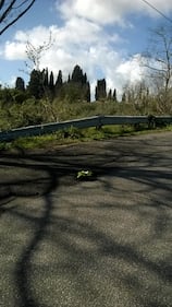 Fiori nelle buche, la protesta nei municipi romani 6