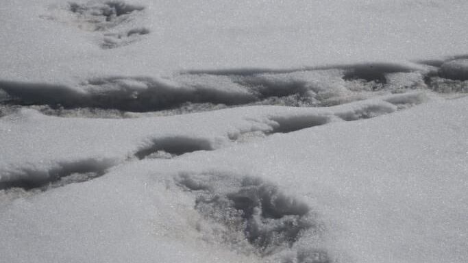 Lo Yeti? Esiste davvero. E l'esercito indiano pubblica le foto delle sue orme