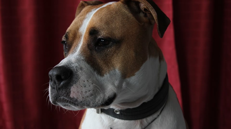 Anziana di 94 anni azzannata dal cane del nipote