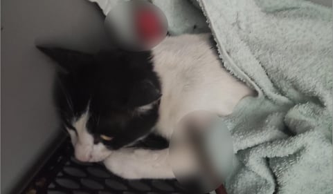 Colonia felina colpita a Roma: le foto dei gatti feriti 1