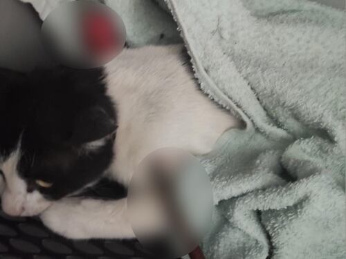 Colonia felina colpita a Roma: le foto dei gatti feriti