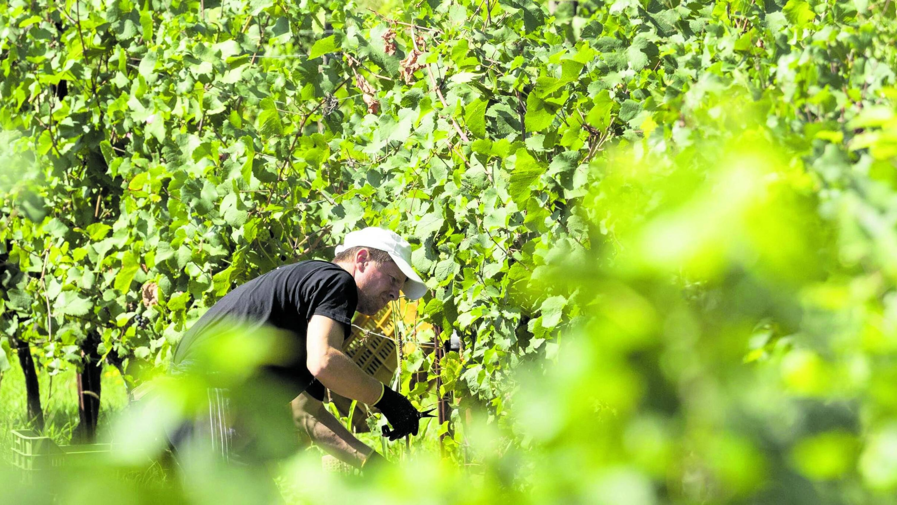 Tredici strade per brindare tra vigne, cantine e locande
