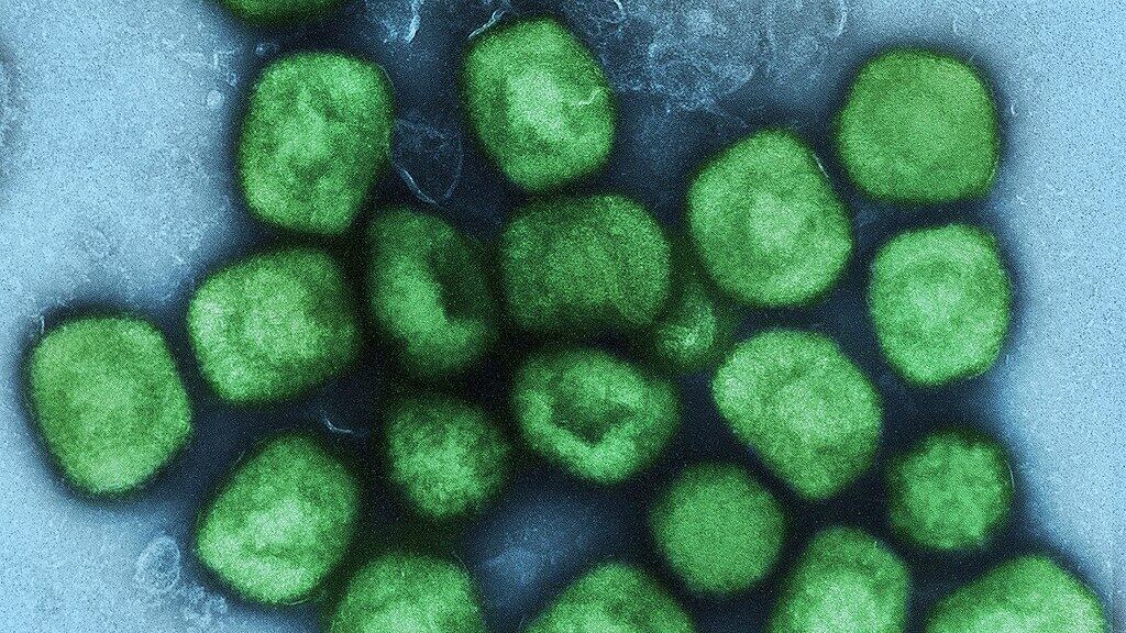 Vaiolo delle scimmie, dichiarato lo stato di emergenza: quali sono i sintomi e come si cura