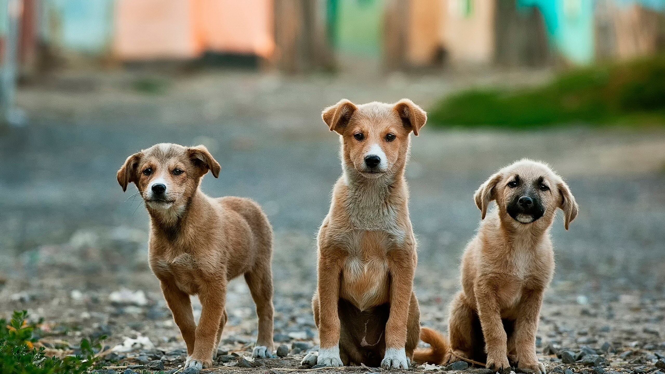 La missione di ZampyLife: "Fornire servizi eccellenti ai nostri animali"