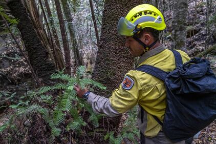 Incendi Australia, in salvo il bosco degli alberi-dinosauro 5