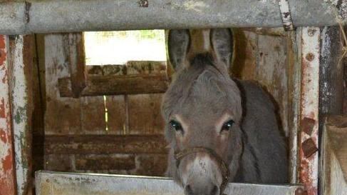 Pony e asini salvati con il progetto Islander