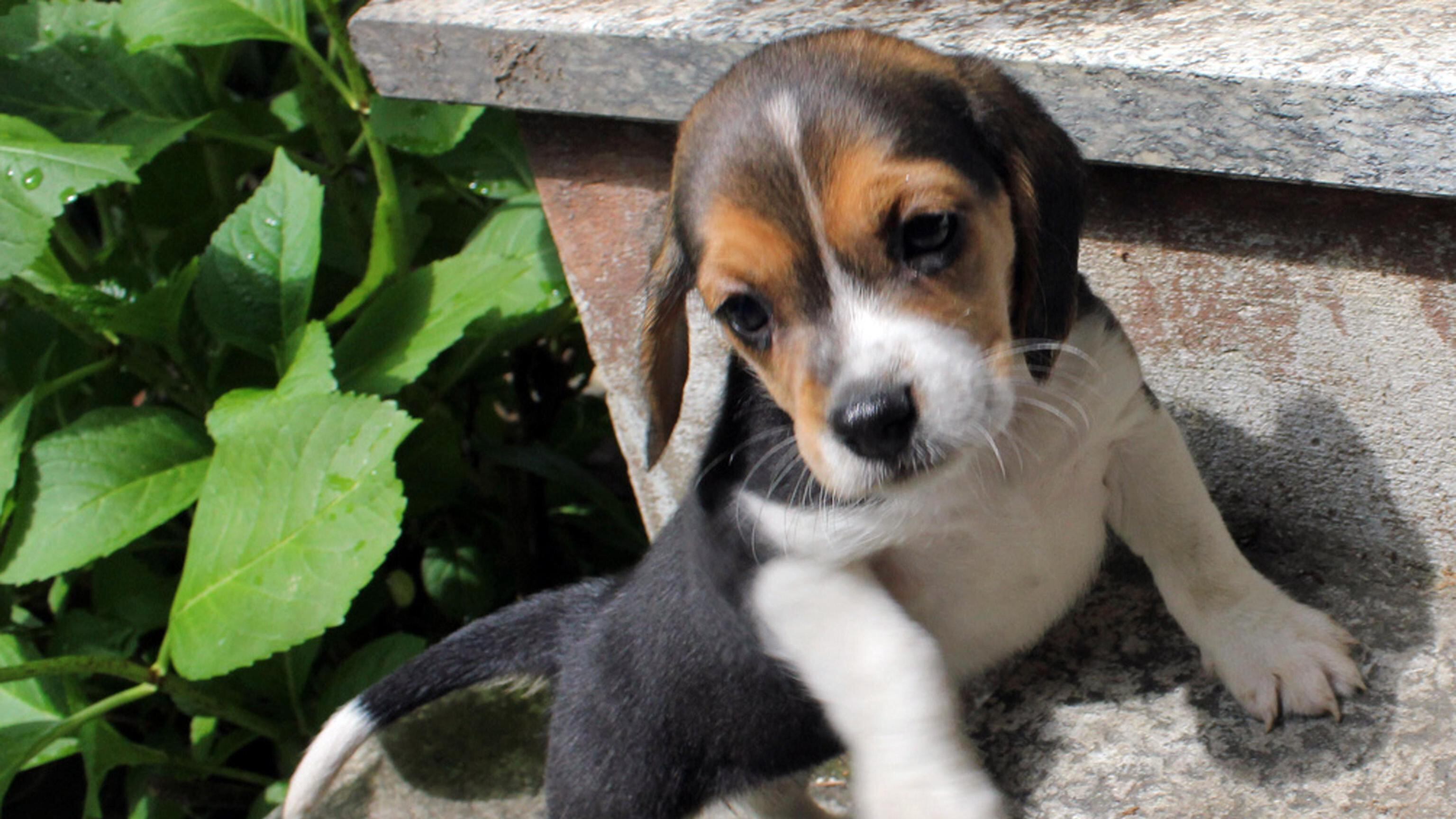 Quando il cane dà la forza di lottare contro la morte