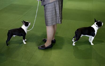 Cani bellissimi, e padroni molto orgogliosi 11