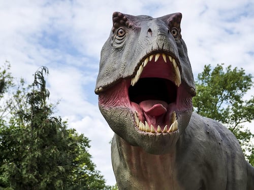 L'ultima cena del tirannosauro: cosa c'era nello stomaco del predatore