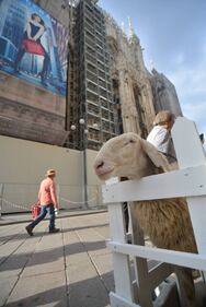 Piazza del Duomo invasa dalle pecore 10