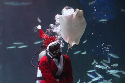 Babbo Natale nuota coi pesci 5