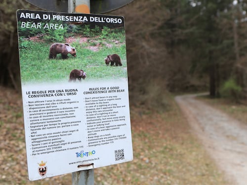 Immigrata e con precedenti. È caccia all'orsa killer "Jj4"
