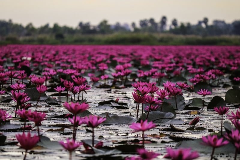 Distesa di fiori di Loto