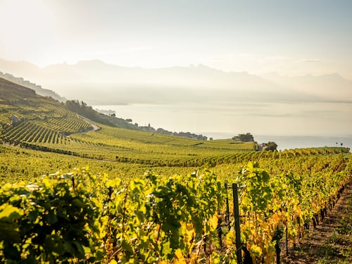 Svizzera da scoprire: un tour di 3 giorni tra i vigneti del Lavaux, Montreux e Losanna