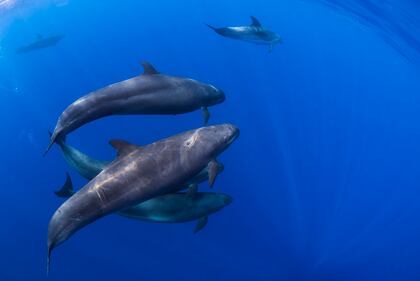 Nuova Zelanda, il cetaceo che si finge un'orca 4