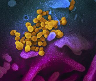 Le nuove immagini del coronavirus 4