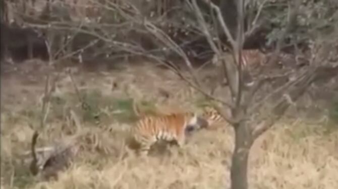 "In un secolo gli animali si sono dimezzati. È in corso la sesta estinzione di massa"