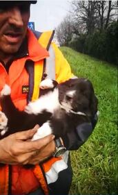 Milano, cagnolini gettati in tangenziale 4