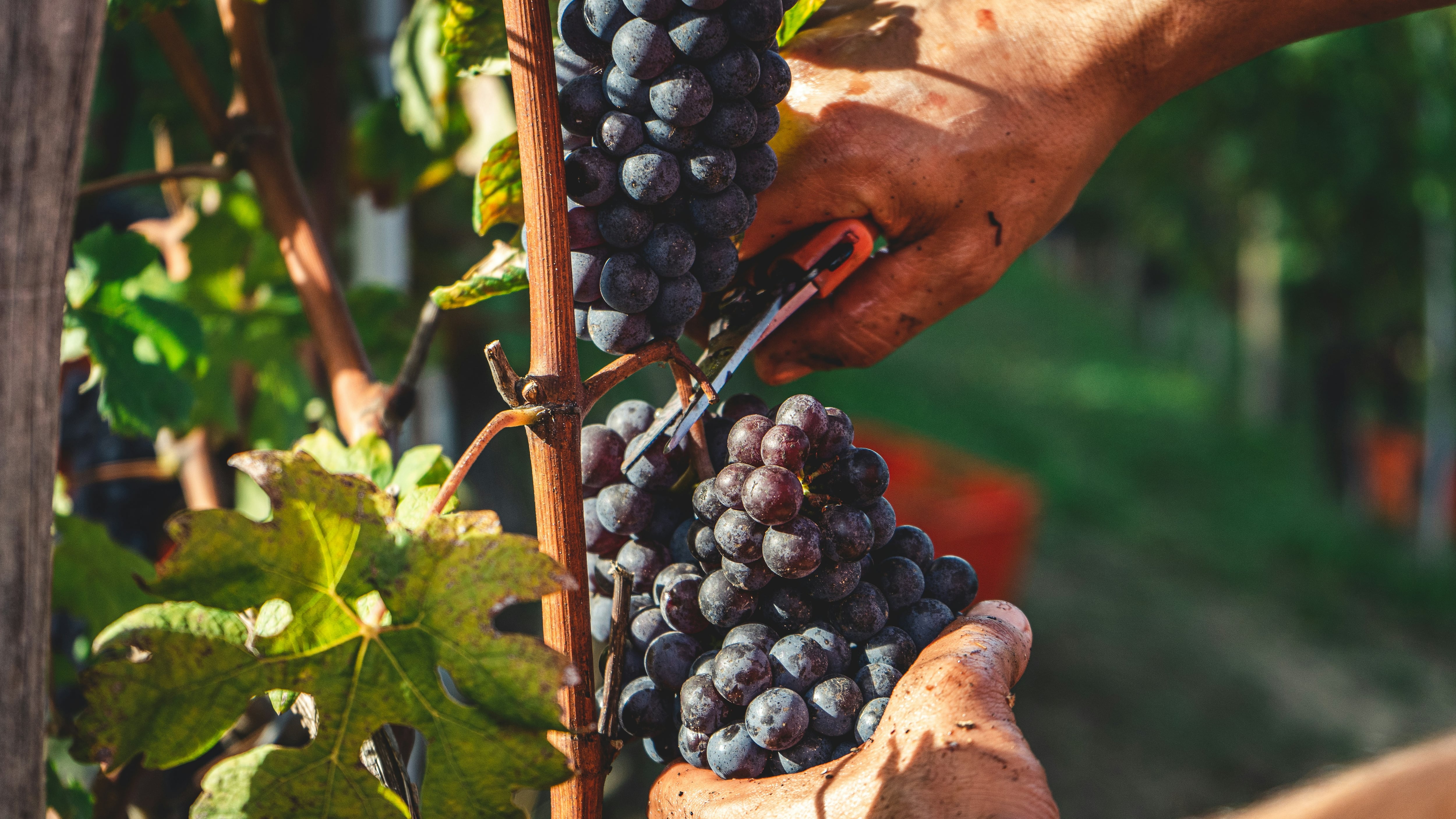 Vendemmia
