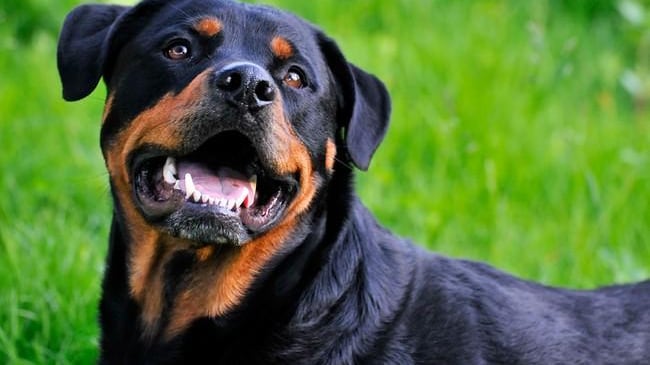 Colf massacrata da 2 rottweiler Per salvarla i carabinieri sparano