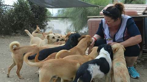 Compra un terreno per adottare e ospitare 54 cani