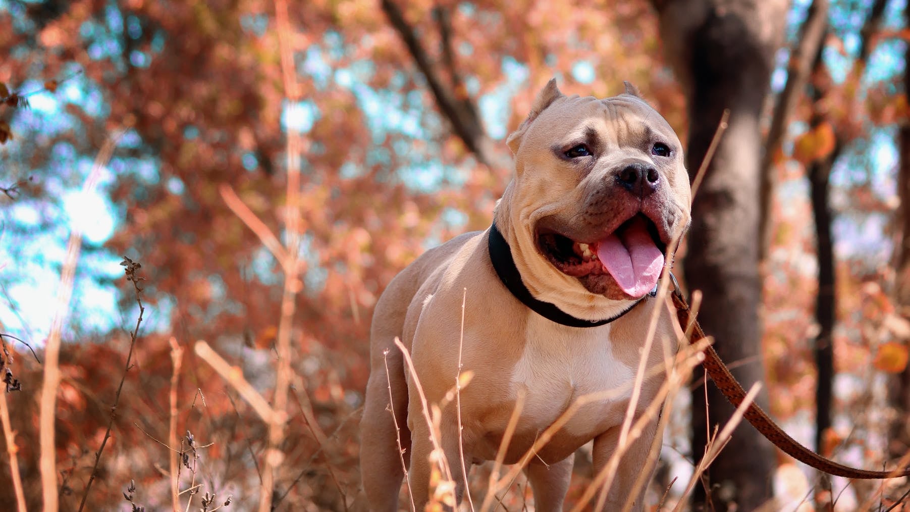 Aggredito dai cani: 74enne muore sbranato, grave la moglie