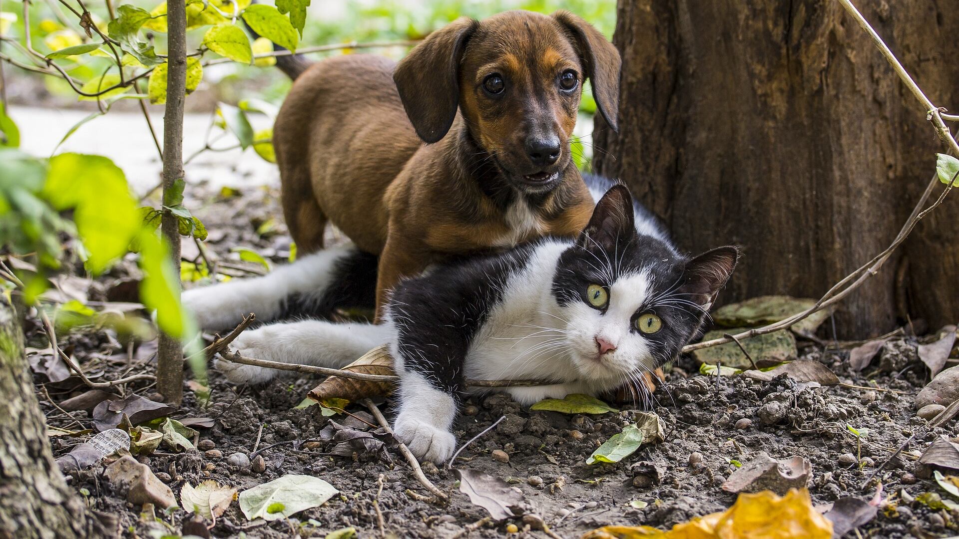 Sesto senso e telepatia, i "poteri" di cani e gatti
