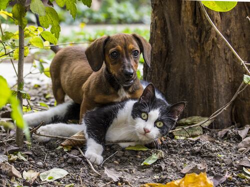 Sesto senso e telepatia, i "poteri" di cani e gatti