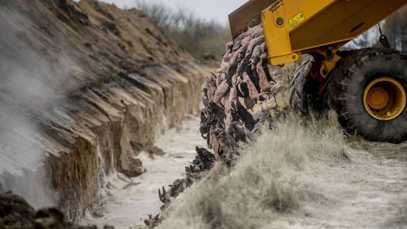 Danimarca, le carcasse dei visoni uccisi riemergono dal terreno