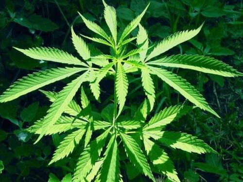 Il medico di base può prescrivere cannabis