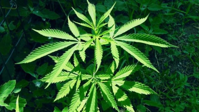 A Livorno spunta il Marijuana's act. Più canne libere per creare lavoro