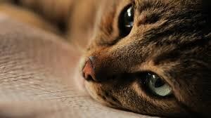 Pesaro, getta il gatto dal quarto piano perché miagola e lo disturba