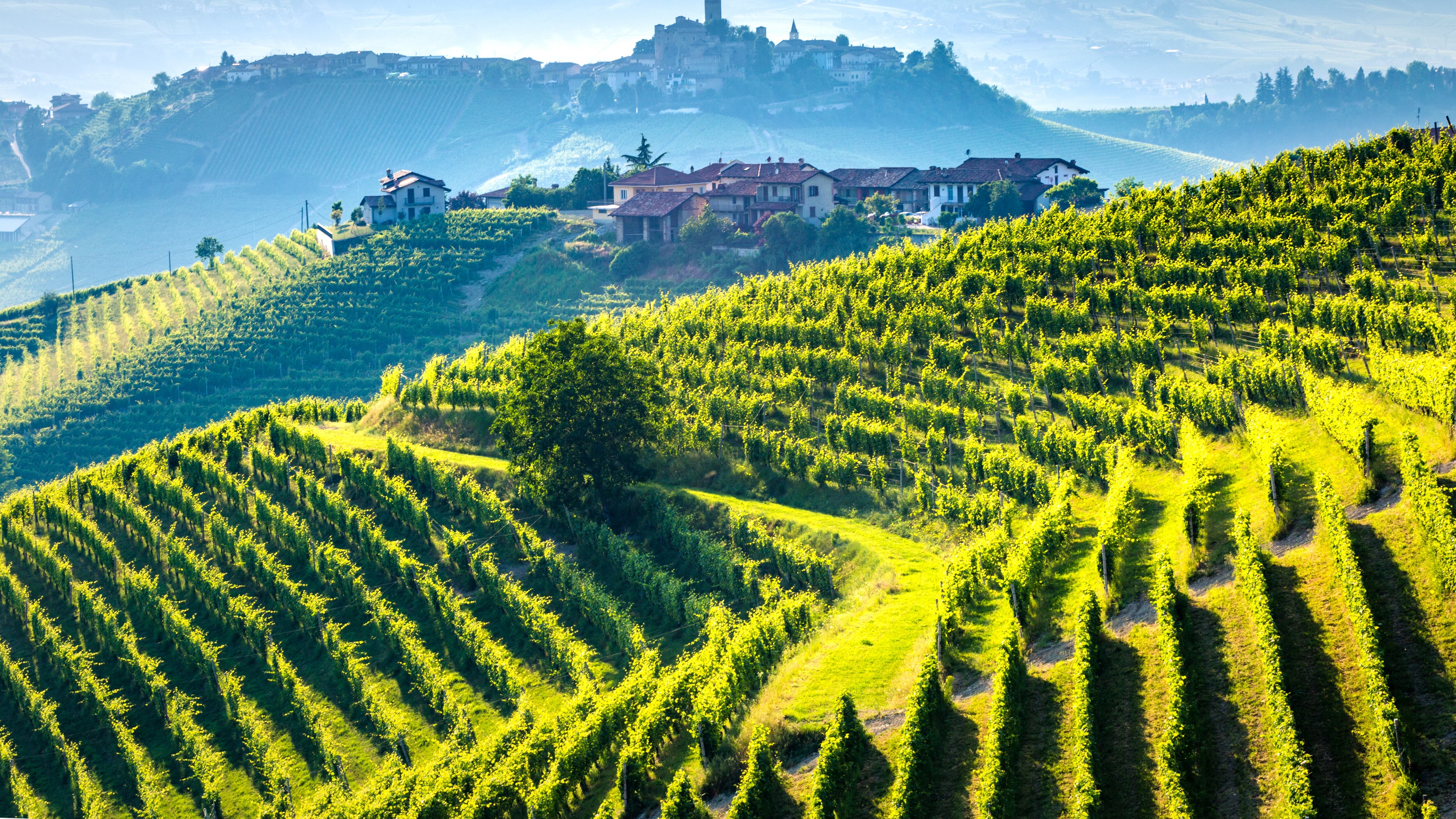 Le sagge colline silenziose nate da carezze e lavoro