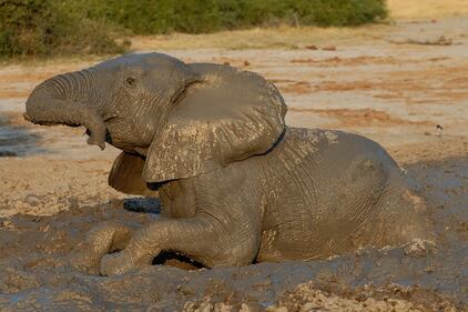 Elefante si fa un selfie 9