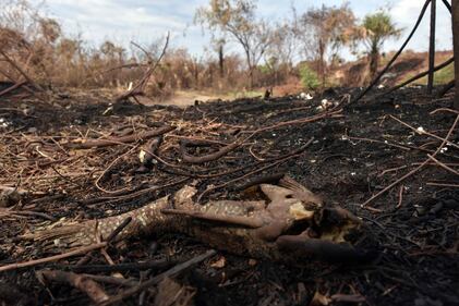 Incendi in Bolivia, le immagini della devastazione 4