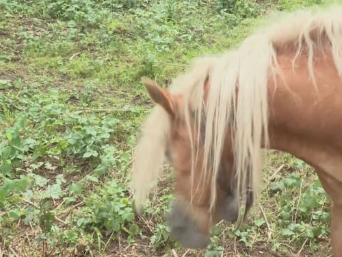 Il campanaccio del cavallo e le proteste (stonate) dei turisti